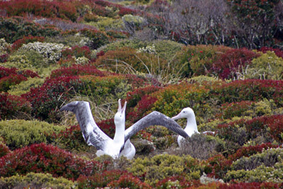 Royal Albatross nest Enderby Island