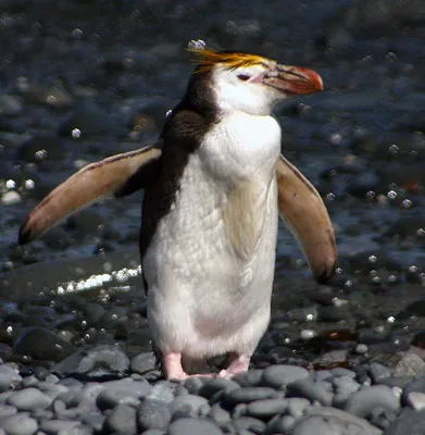 Royal Penguin