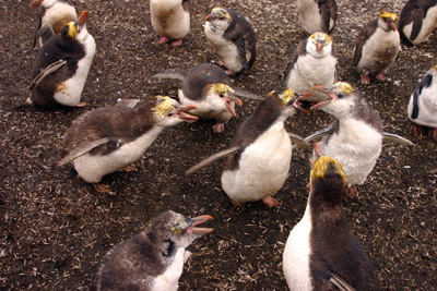 Royal Penguins arguing Macquarie Island