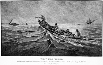 Whales and whaling