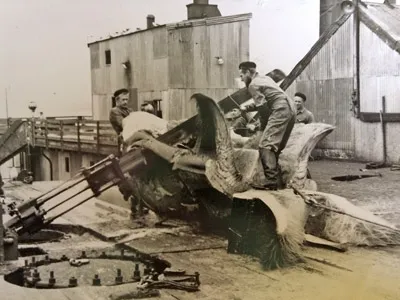 south georgia whaling 1947, 1948