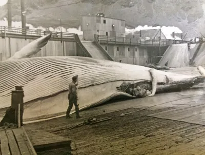 south georgia whaling 1947, 1948