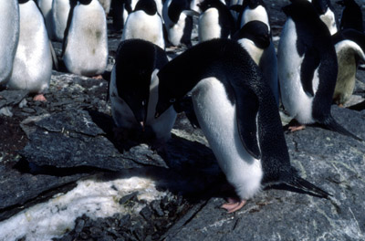 Adelie penguin -  courtship 1
