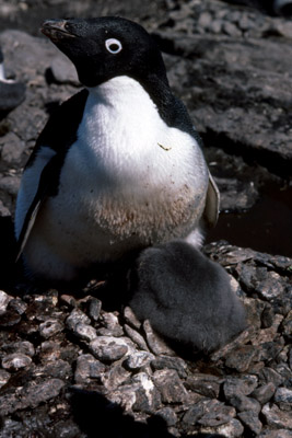 Adelie penguin -  parent -chick 12