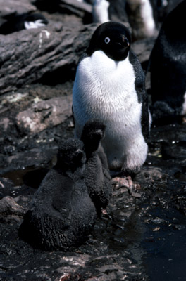 Adelie penguin -  parent -chick 15