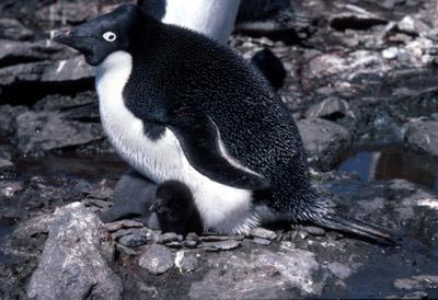 Adelie penguin -  parent -chick 17