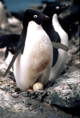 Adelie penguin -  parent -chick 18