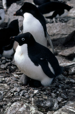 Adelie penguin -  parent -chick 19