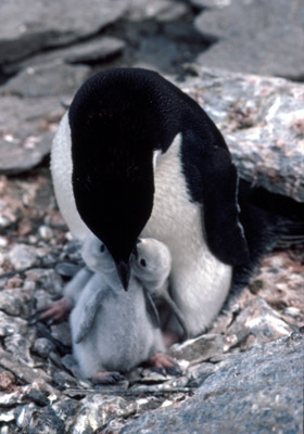 Adelie penguin -  parent -chick 2