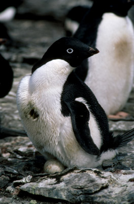 Adelie penguin -  parent -chick 22