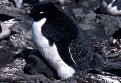 Adelie penguin -  parent -chick 23