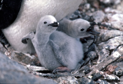 Adelie penguin -  parent -chick 24