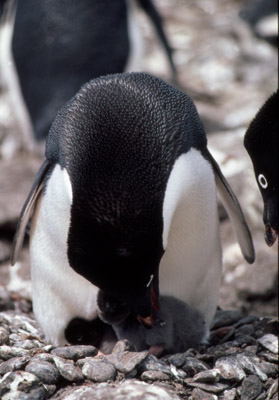 Adelie penguin -  parent -chick 4