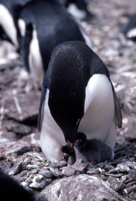 Adelie penguin -  parent -chick 6