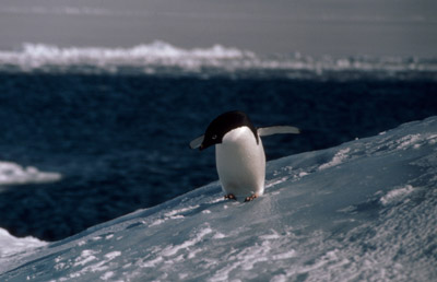 Adelie penguin -  penguin 4