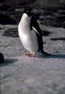 Adelie penguin -  penguin 6