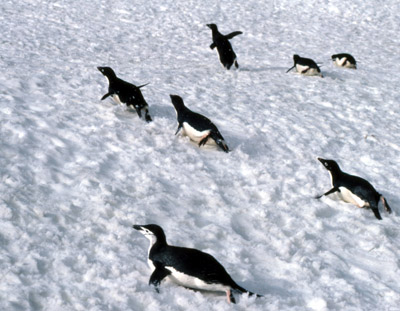 Adelie penguin -  penguin group  10