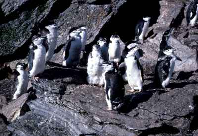 Chinstrap penguin -  group 2