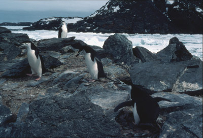Chinstrap penguin -  group 3