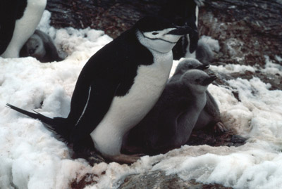 Chinstrap penguin -  parent -chick 1