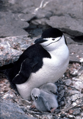 Chinstrap penguin -  parent -chick 10