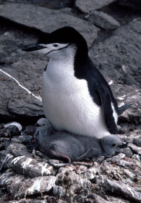 Chinstrap penguin -  parent -chick 11