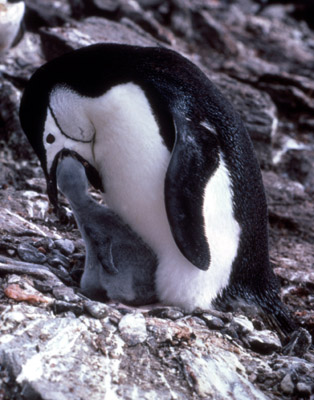 Chinstrap penguin -  parent -chick 12