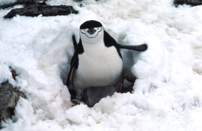 Chinstrap penguin -  parent -chick 19