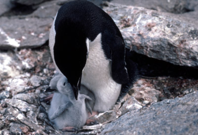 Chinstrap penguin -  parent -chick 2