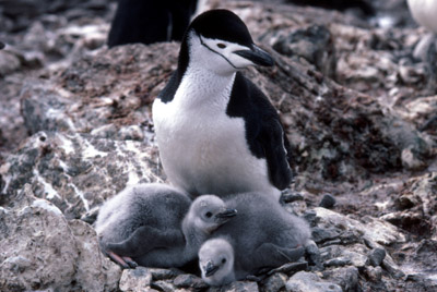 Chinstrap penguin -  parent -chick 25