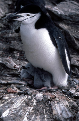 Chinstrap penguin -  parent -chick 5