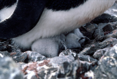 Chinstrap penguin -  parent -chick 6