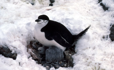 Chinstrap penguin -  parent -chick 8