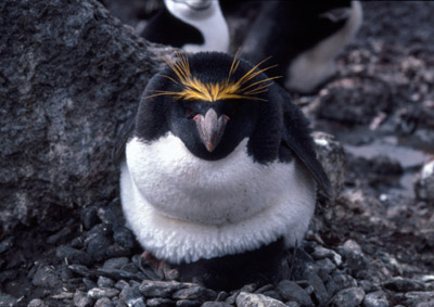 Macaroni penguin penguin 8