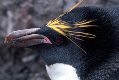 Macaroni penguin penguin 9