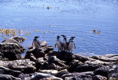 Magellanic penguin - group 1