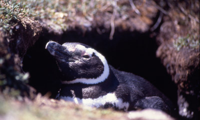 Magellanic penguin - penguin 3