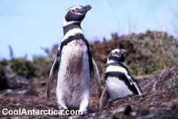 Magellanic penguin - penguin 4