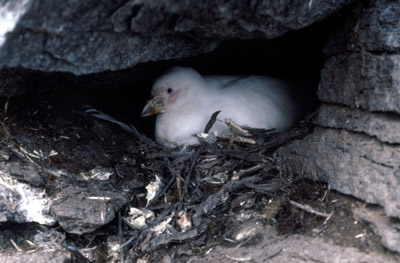 "Mutt" - American or Snowy Sheathbill - nest 1