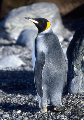 Penguin - Others - king 1