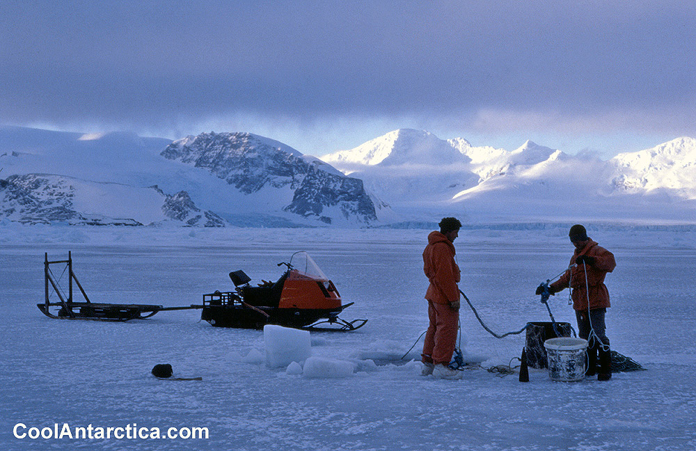 Thumbnails - Antarcturus signiensis - Free use pictures of Antarctica