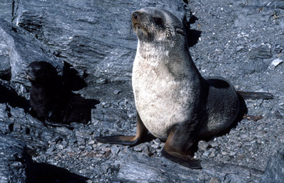 Fur Seal Mother-pup 12