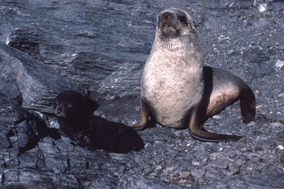 Fur Seal Mother-pup 3