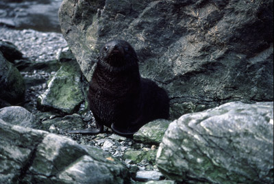 Fur Seal Pup 2