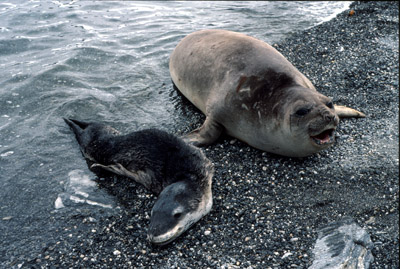 Elephant and leopard seal