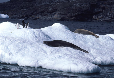 Leoprad Seal Group