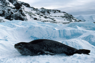 Leopard seal and ice berg 5
