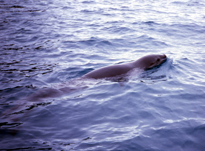 Leopard seal swim 