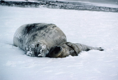 Weddell Seal Mother pup 3