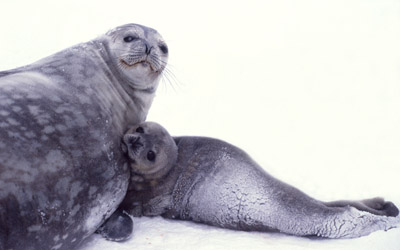 Weddell Seal Mother pup 38